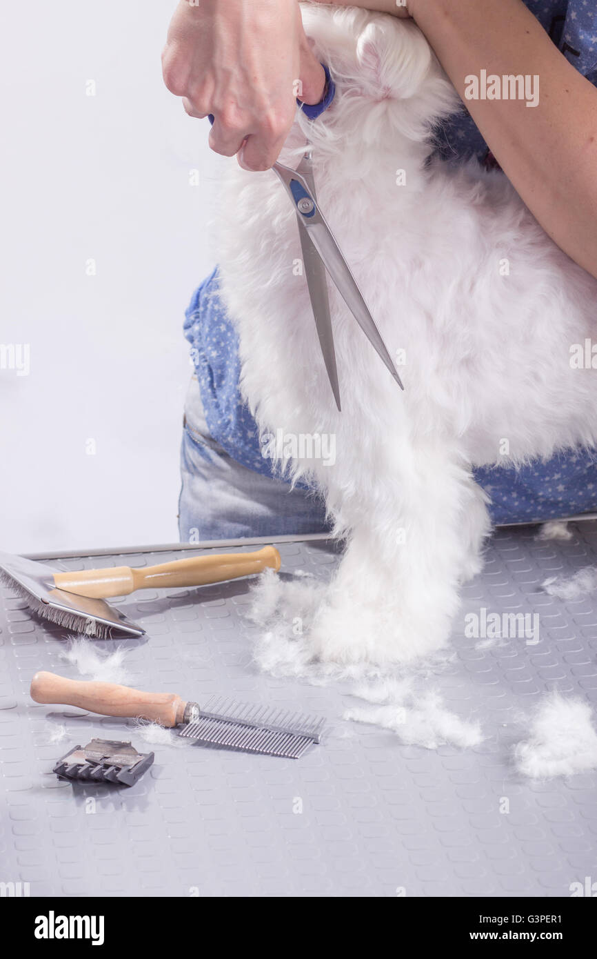 Close up coupe ciseaux chien fourrure cheveux Peigne, brosse. Banque D'Images