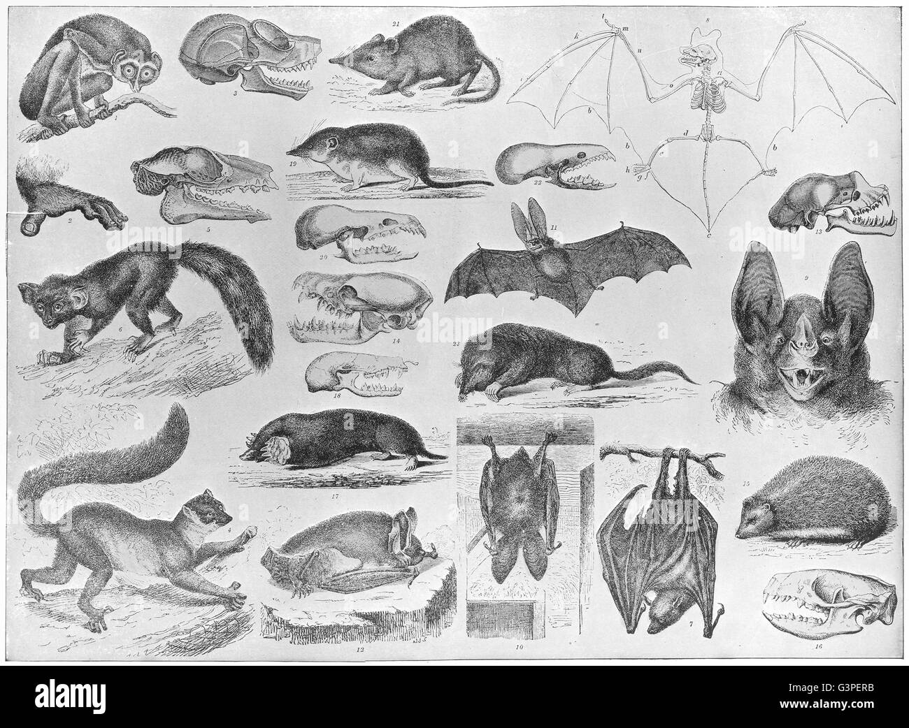 Animaux : Lemur ; Aye-Aye ; Flying Fox chauve-souris vampire ; ; ; ; taupe hérisson musaraigne, 1907 Banque D'Images