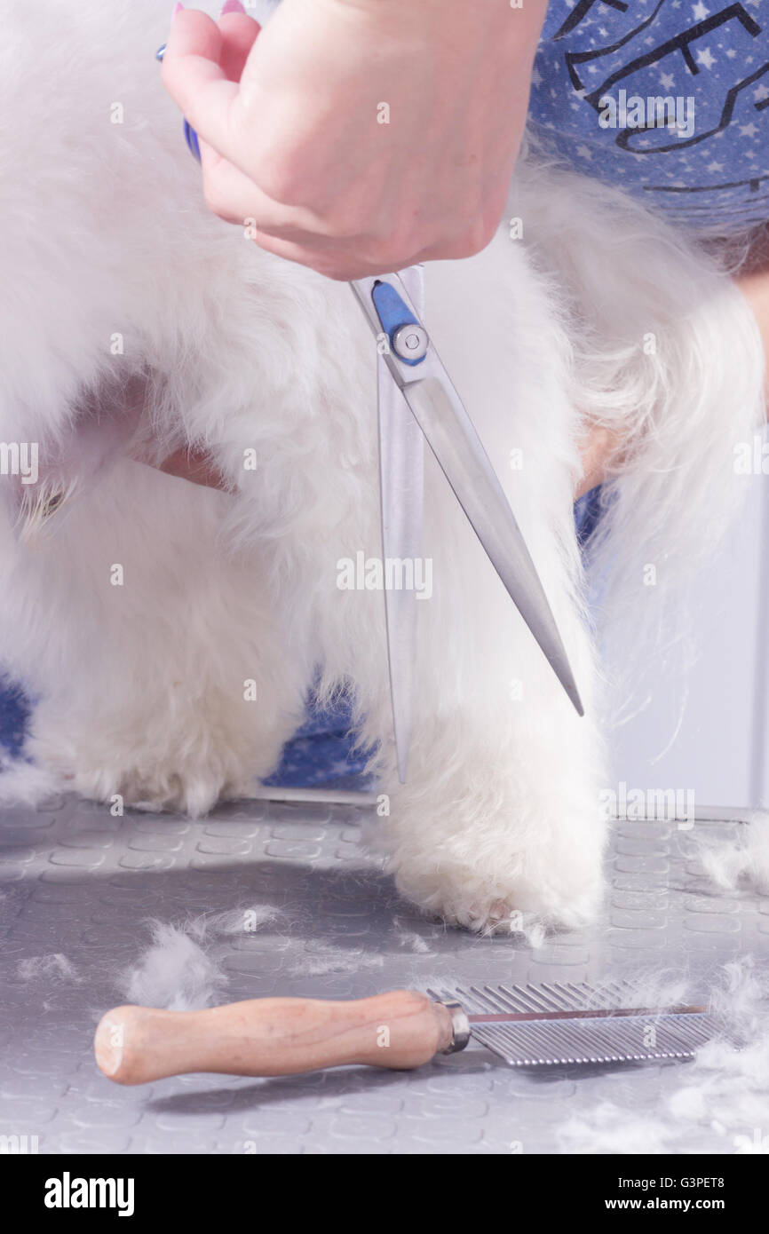 Close up dog coupe ciseaux, fourrure, cheveux. Banque D'Images