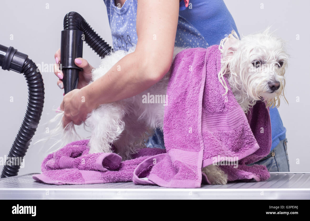 Poils de chien sec, coiffure Banque D'Images