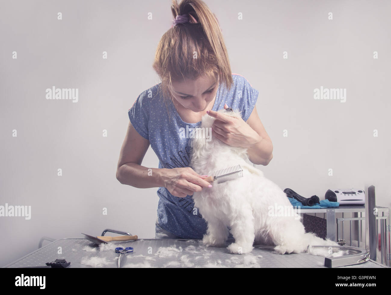 Brossage des cheveux coiffure peigne chien fourrure Banque D'Images