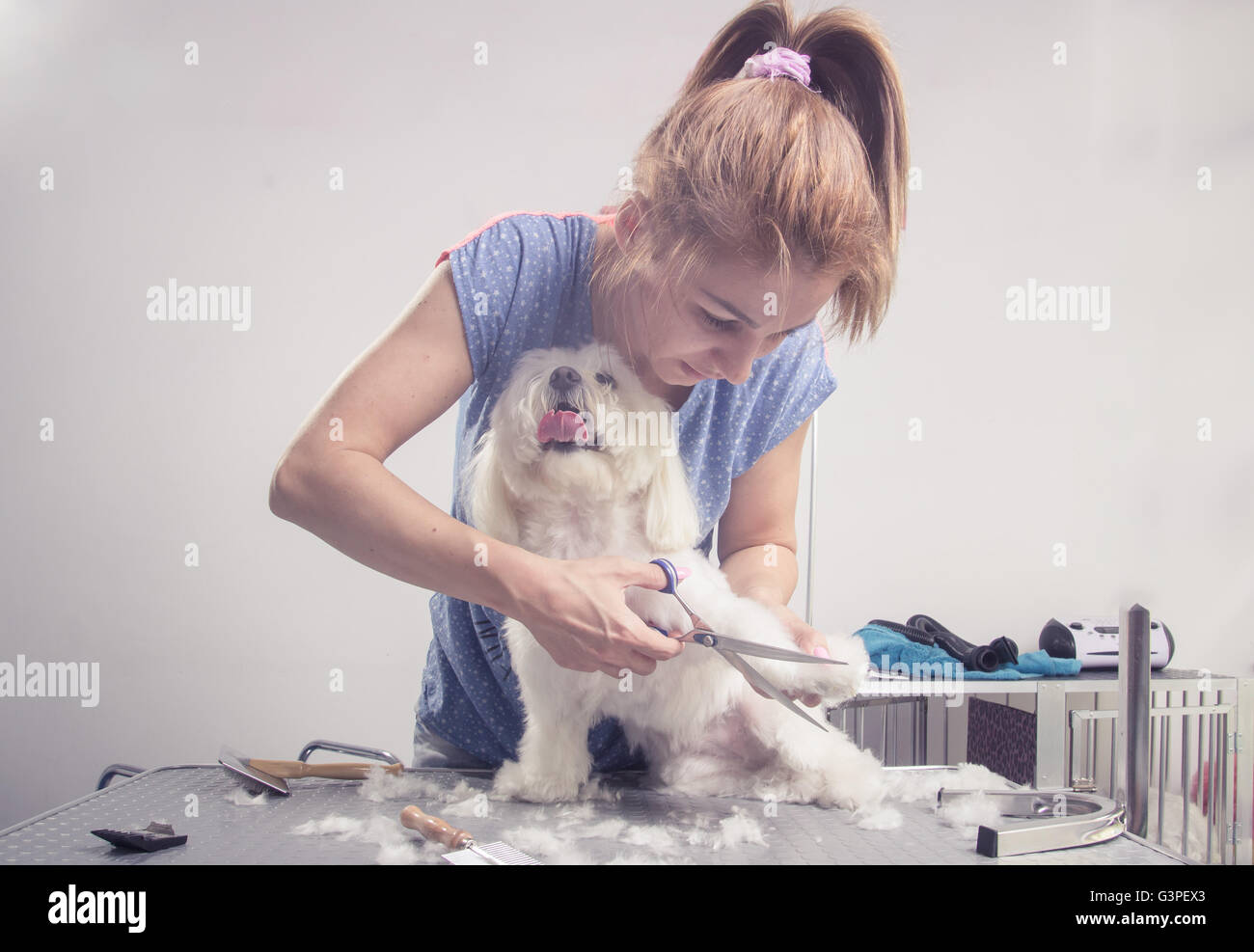 Coiffure ciseaux de coupe des poils de chien fourrure Banque D'Images