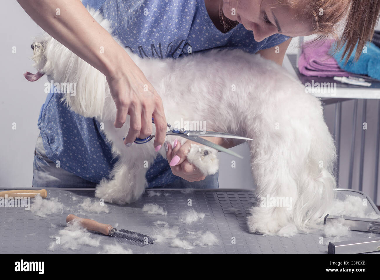 Coiffure ciseaux de coupe des poils de chien fourrure, peigne, brosse. Banque D'Images