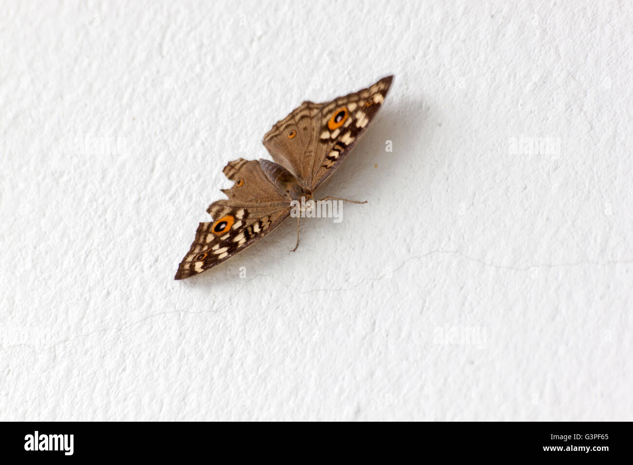 Beau papillon sur un mur de ciment blanc dans la lumière de la nature Banque D'Images