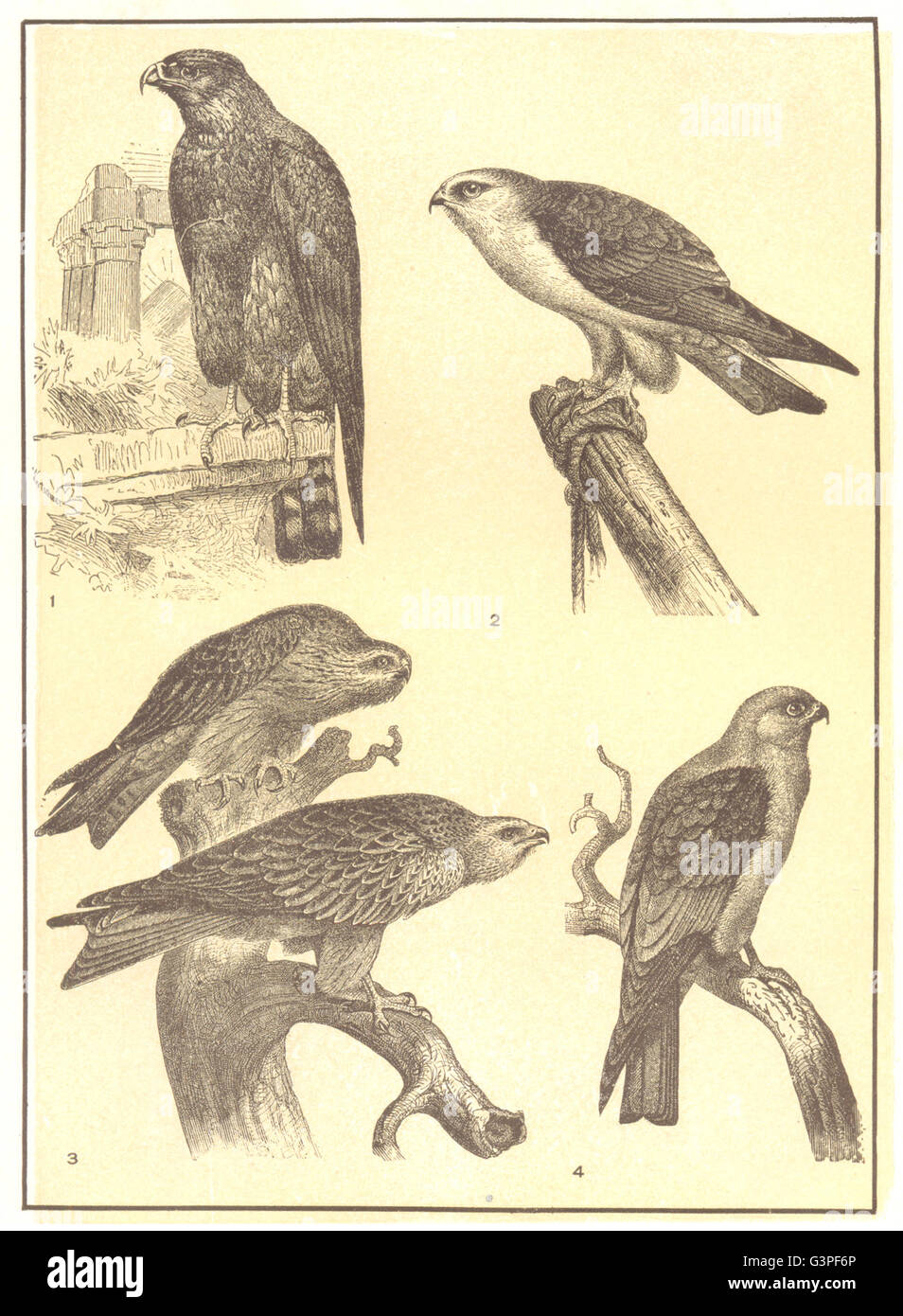 Les oiseaux : Kites ; 1 Black-winged Kite ; 2 & 3 ; égyptien commun ; 4 Mississipi, 1907 Banque D'Images