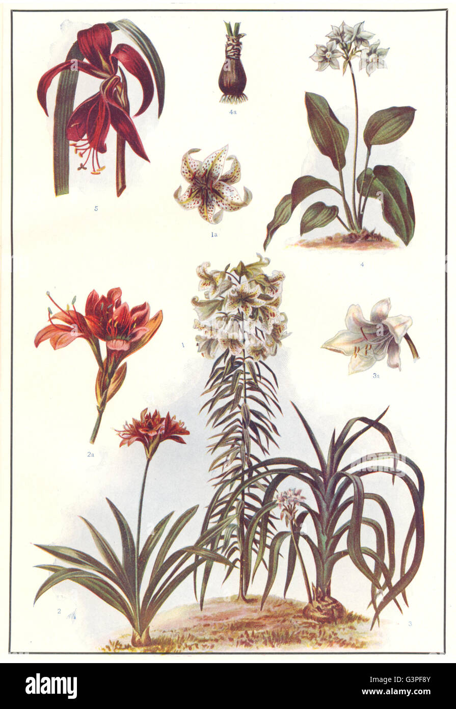 LILY AMARYLLIS : Golden garden Crinum scabrum Eucharis amazonica Jacob's, 1907 Banque D'Images