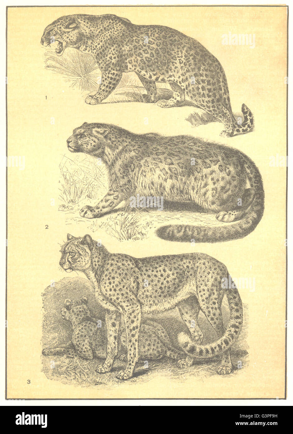 Le léopard : 1 ; 2 Snow Leopard Panther once ; 3 Guépard Chasse, old print 1907 Banque D'Images