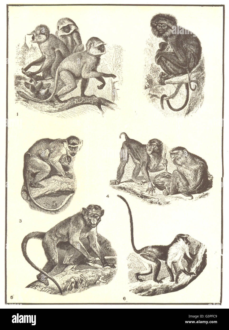 Singe Queue Les primates : Singe Hanuman ; Negro ; vert ; Cochon ; à queue Macaque ...