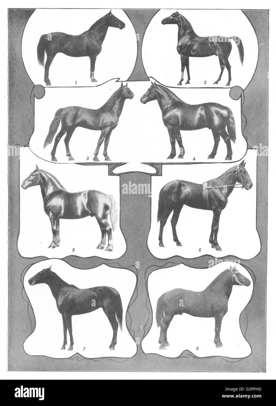 Les chevaux : Coach Morgan Trotting Percheron pur-sang, 1907 Wilkes-Hambletonian Banque D'Images