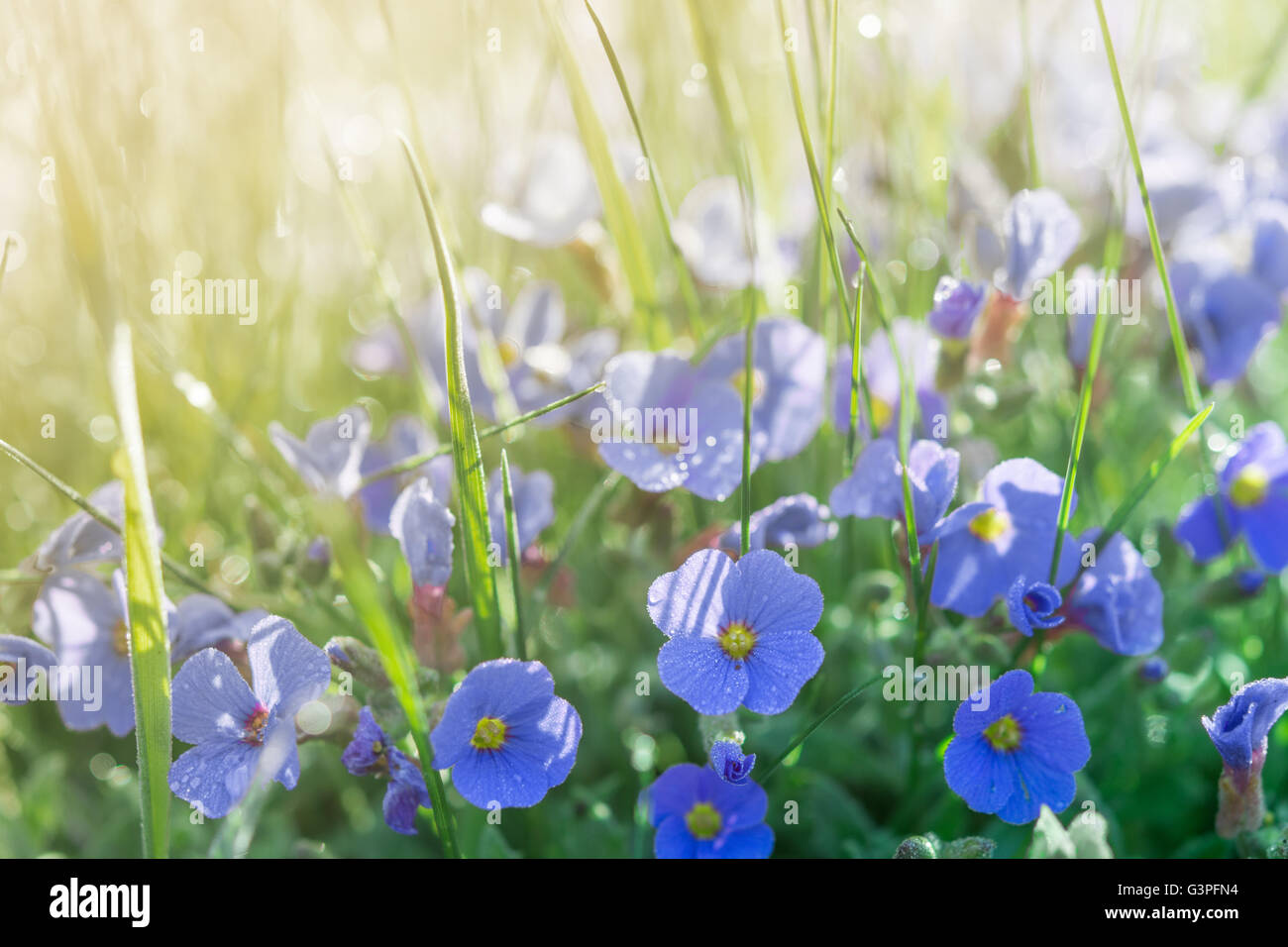 Pelouse d'été Soleil avec peu de fleurs bleues et tombe après la pluie Banque D'Images