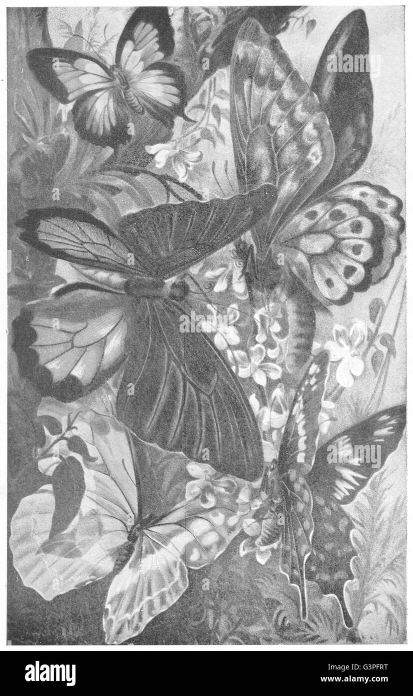 Amblypodia Ornithophera PAPILLONS : amantes pompeusement Morpho Cypris priamus, 1907 Banque D'Images