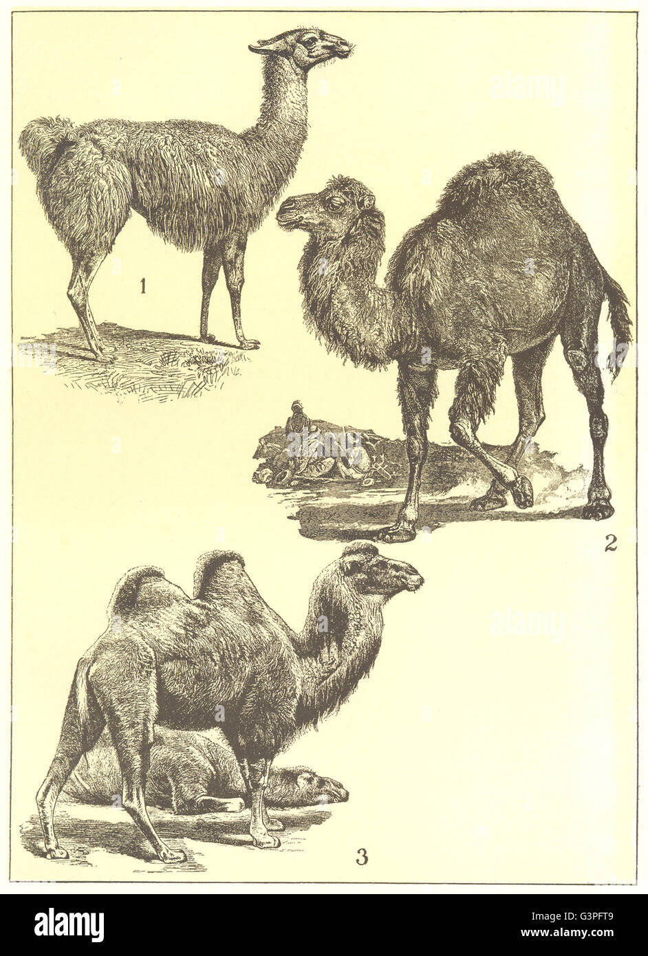 Animaux : Camelidae Guanaco ; 1 ; 2 ; 3 2 dromadaire chameau, old print 1907 Banque D'Images