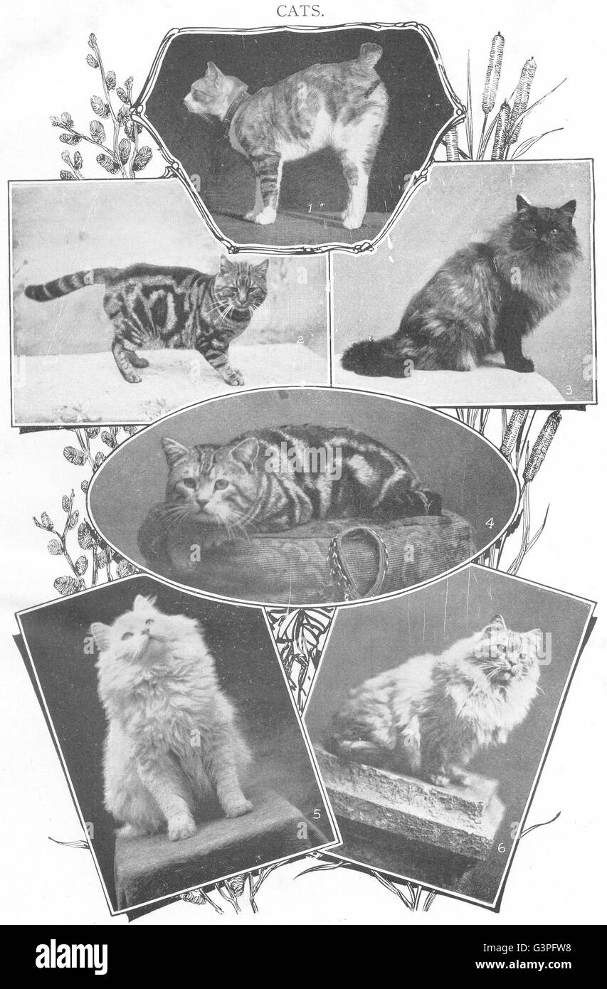 Les chats : 1 Manx ; 2 ; 3 Brown Tabby Persian fumée ; 4 ; 5 ; d'argent Blanc 6 l'ombre, 1907 Banque D'Images