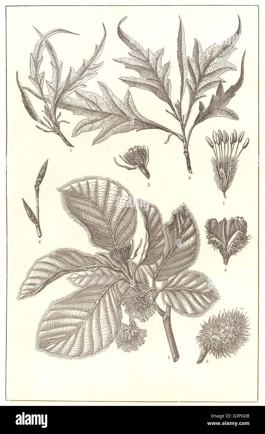 Arbres : Hêtre : direction générale ; fleur ; Fruit & cas ; ; variétés, impression 1907 Banque D'Images