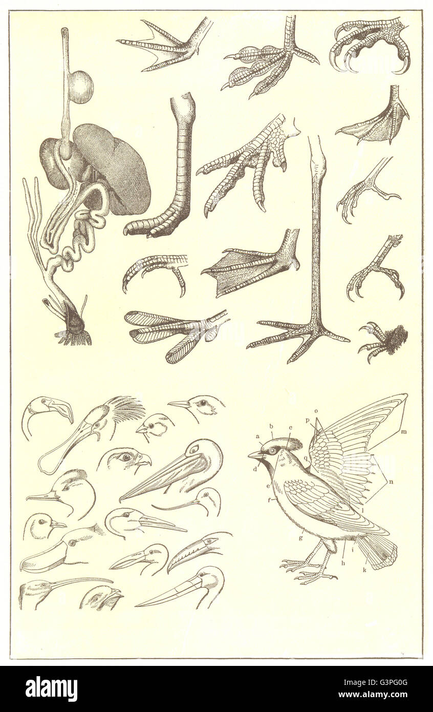 Parties D'UN OISEAU : organes digestifs ; pieds ; head & bill ; plumes ; , 1907 imprimer Banque D'Images