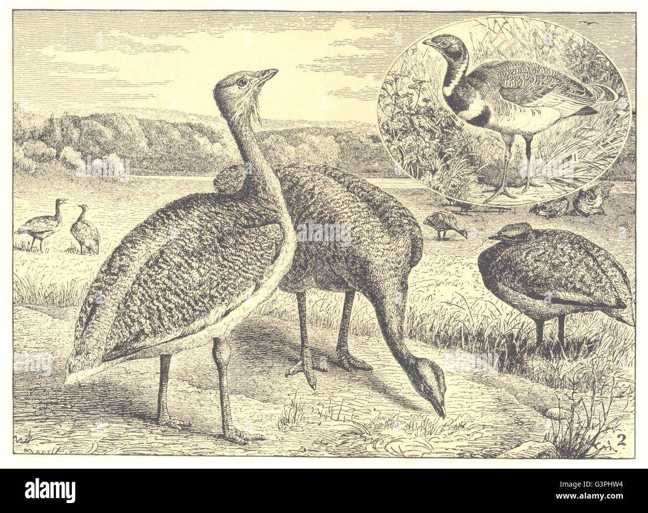 Les oiseaux : Outardes ; 1 Little Bustard ; 2 Grande outarde, antique print 1907 Banque D'Images
