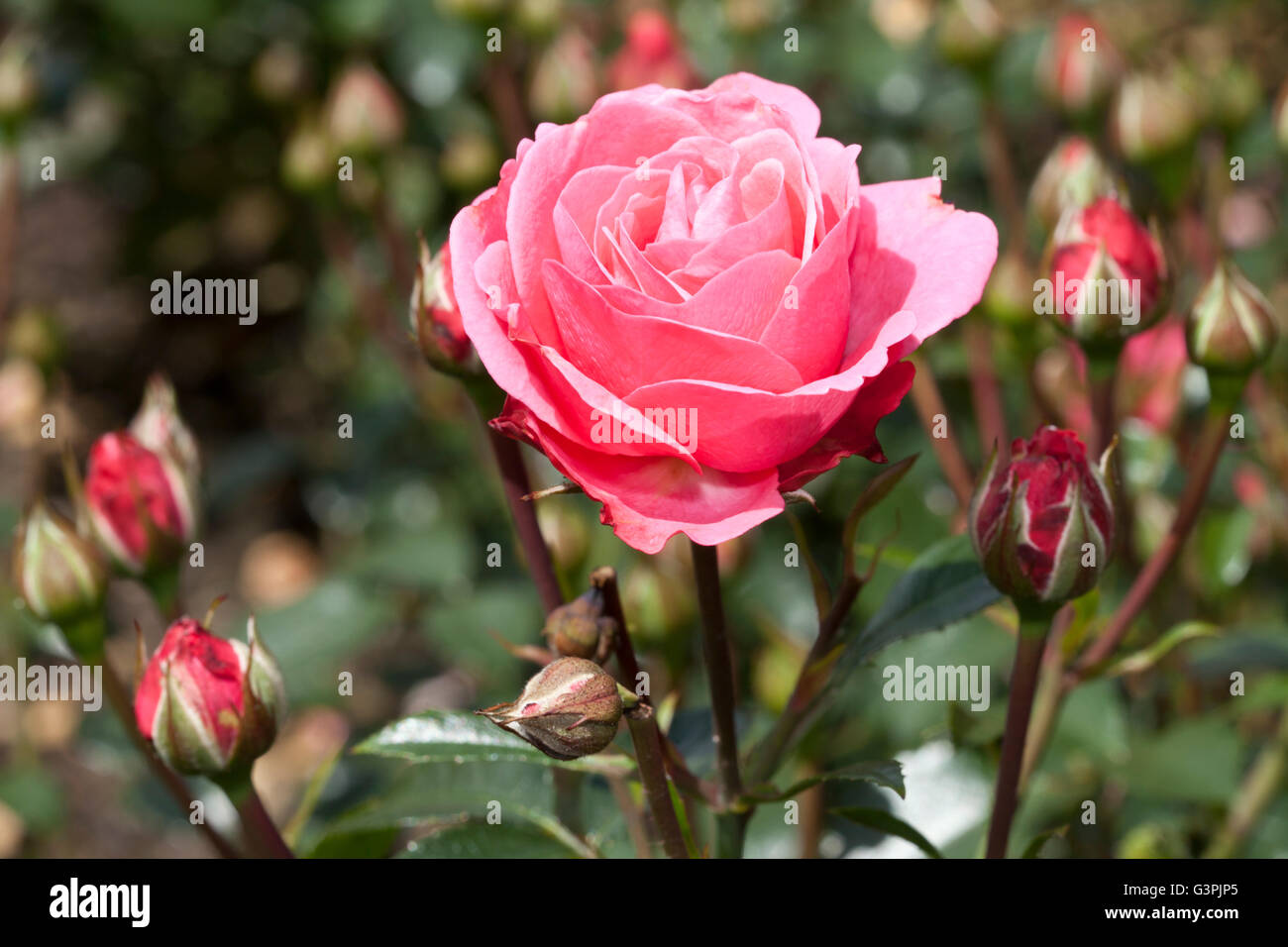 Floribunda, rose (Rosa), 'Bella Rosa', Westfalenpark, Dortmund, Rhénanie du Nord-Westphalie Banque D'Images