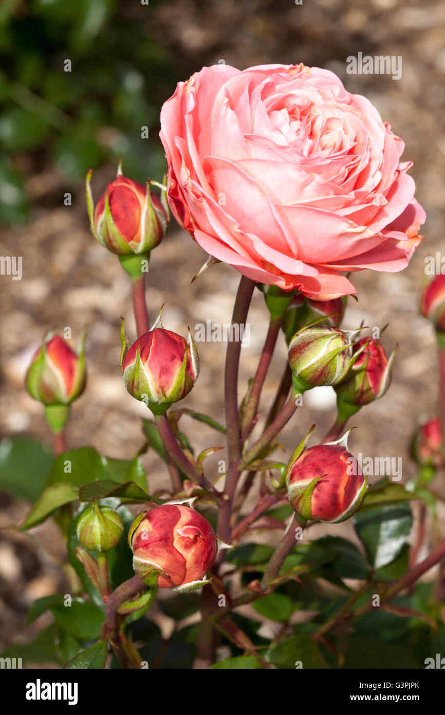 Floribunda, rose (Rosa), 'Coral Palace', Westfalenpark, Dortmund, Rhénanie du Nord-Westphalie Banque D'Images