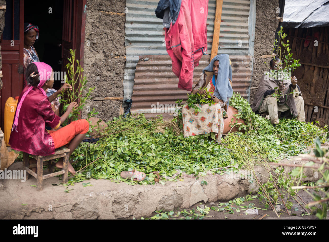 Route de Lalibela, ÉTHIOPIE - le 23 août 2015 : personne non identifiée, travailler dans une ferme de khat. La consommation de khât est légal en Éthiopie et l Banque D'Images
