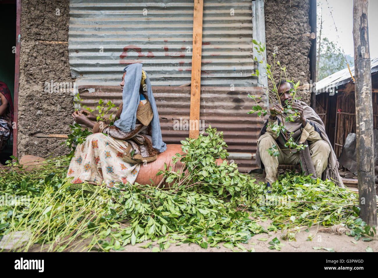 Route de Lalibela, ÉTHIOPIE - le 23 août 2015 : personne non identifiée, travailler dans une ferme de khat. La consommation de khât est légal en Éthiopie et l Banque D'Images