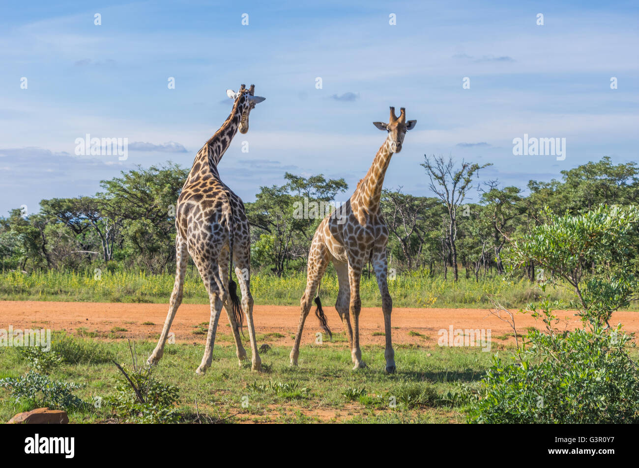Enseignement girafe sa progéniture pour combattre dans l'Welgevonden Game Reserve en Afrique du Sud Banque D'Images