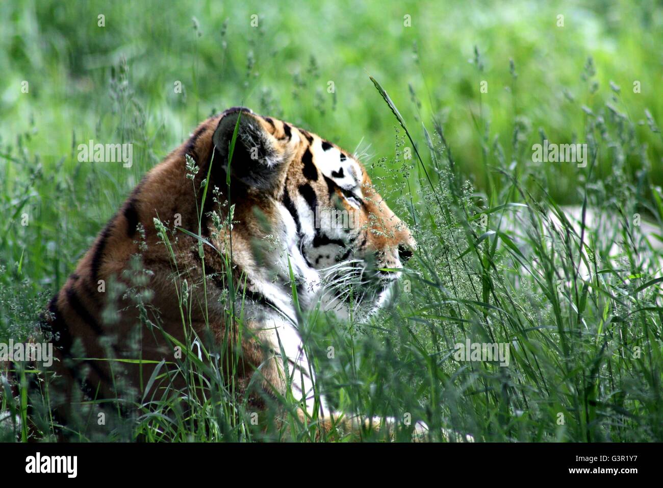 Dans l'herbe du tigre Banque D'Images