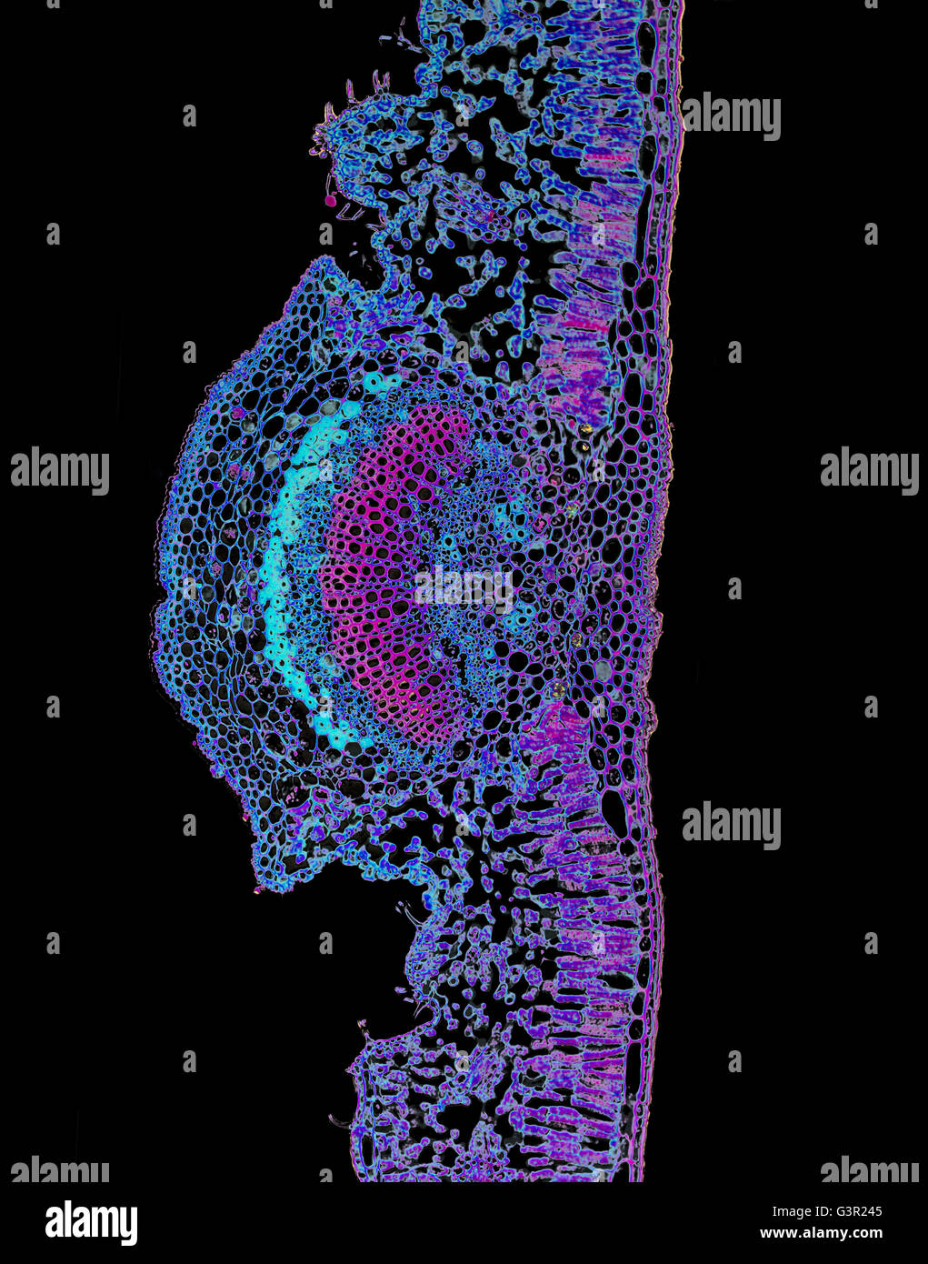 Photo d'un micro Nerium oleander Leaf Banque D'Images