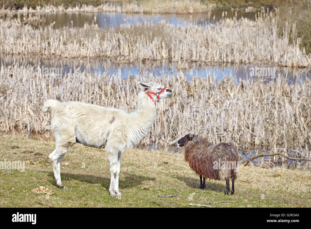 Lama et des moutons sur un pâturage naturel au printemps. Banque D'Images