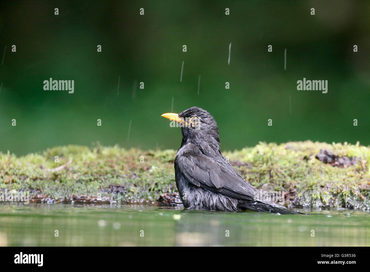 Blackbird, Turdus merula, seul mâle dans l'eau, de la Hongrie, Mai 2016 Banque D'Images