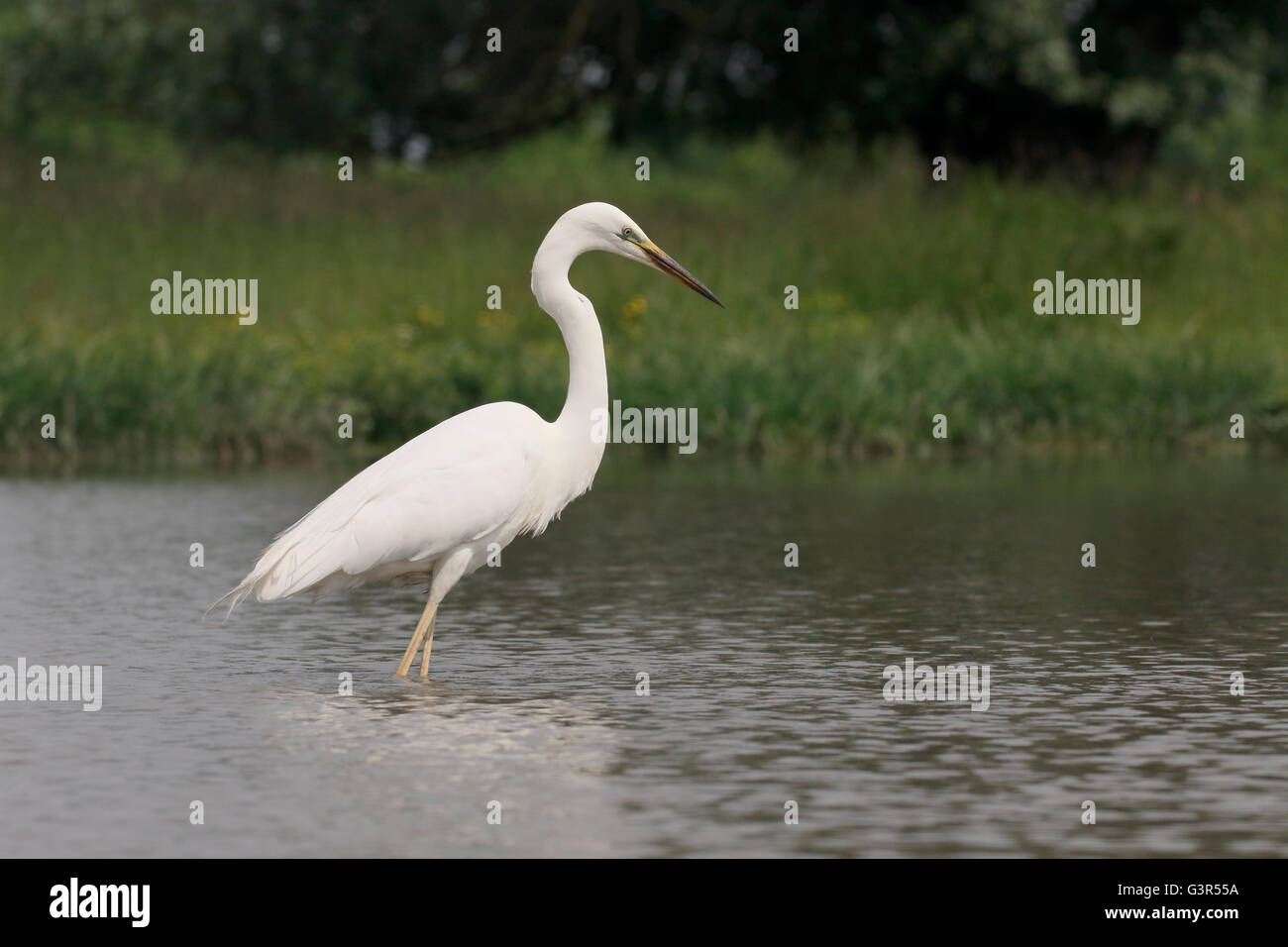 Grande Aigrette Ardea alba, seul oiseau dans l'eau, de la Hongrie, Mai 2016 Banque D'Images