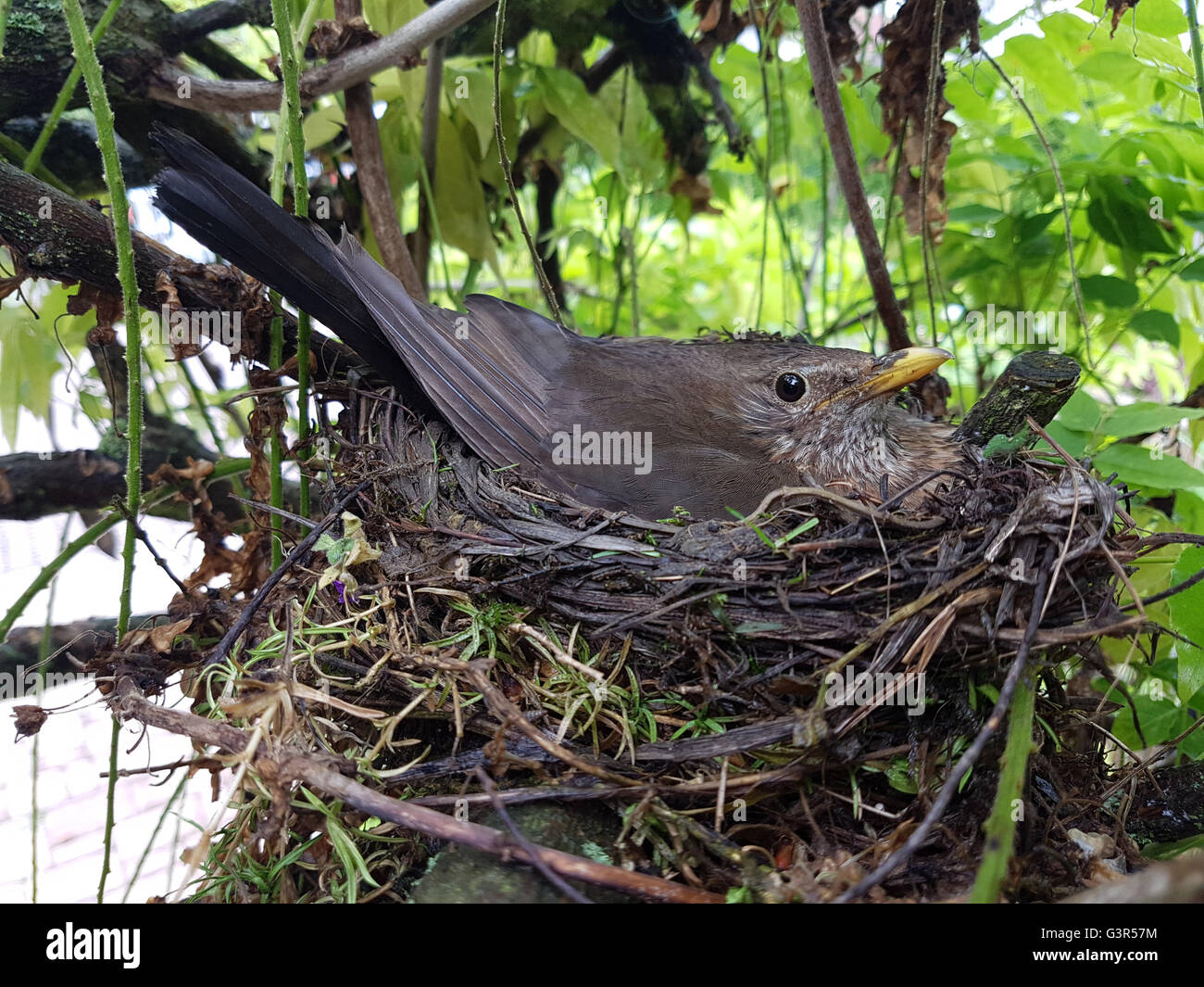 Amselnest, Amsel, Turdus merula, Schwarzdrossel, Banque D'Images