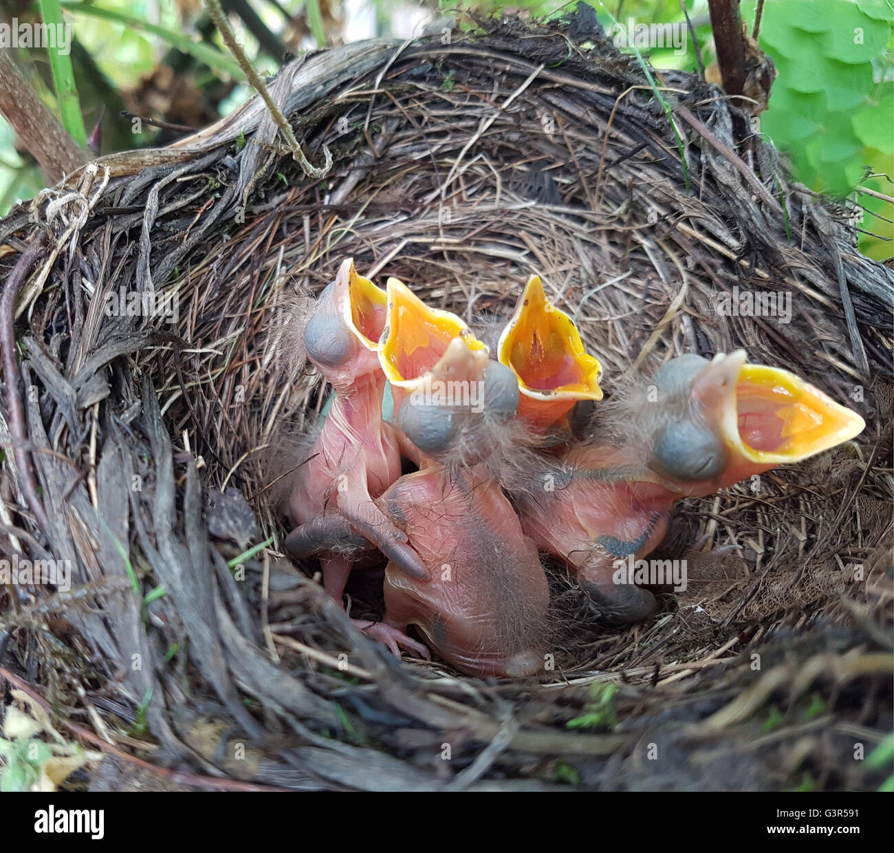 Amselnest, Amsel, Turdus merula, Schwarzdrossel, Banque D'Images