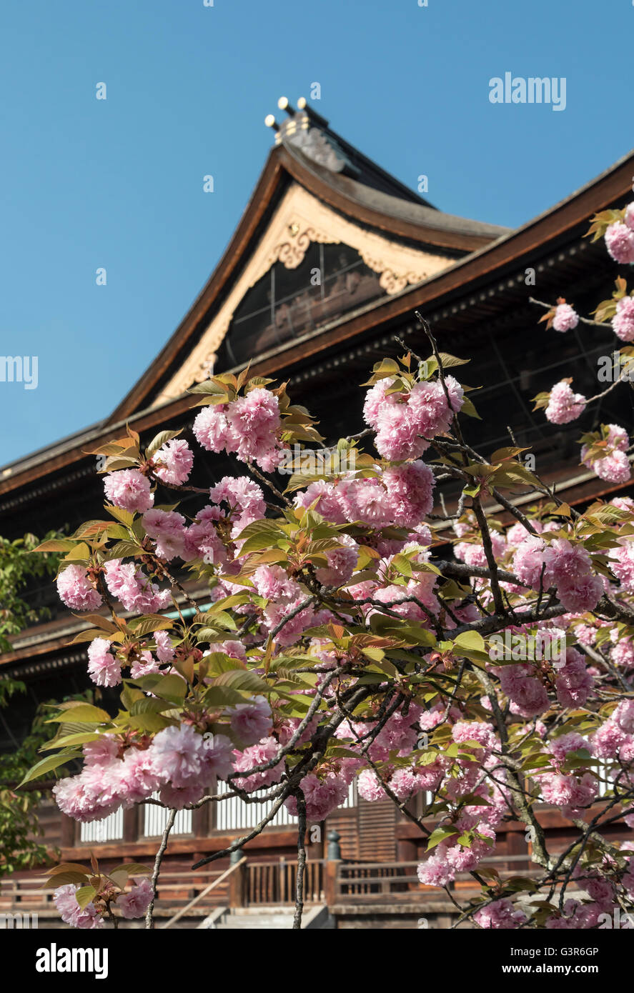 Cerisier en fleurs en face de Zenko-ji (temple Zenkoji), Nagano, Japon Banque D'Images