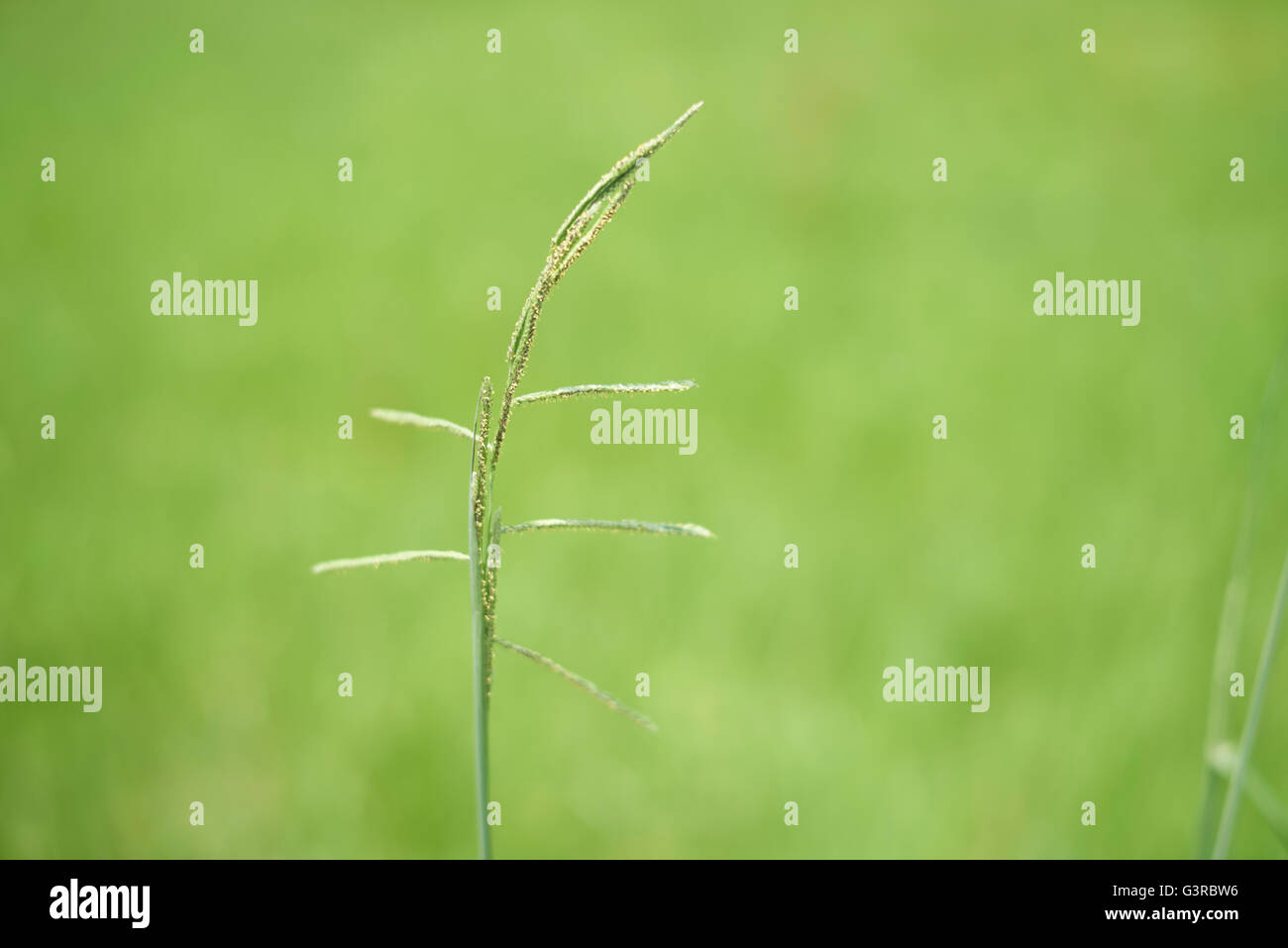 Une composition très simple d'une seule plante verte sur un fond vert extrêmement floue pour un bel effet artistique. Banque D'Images