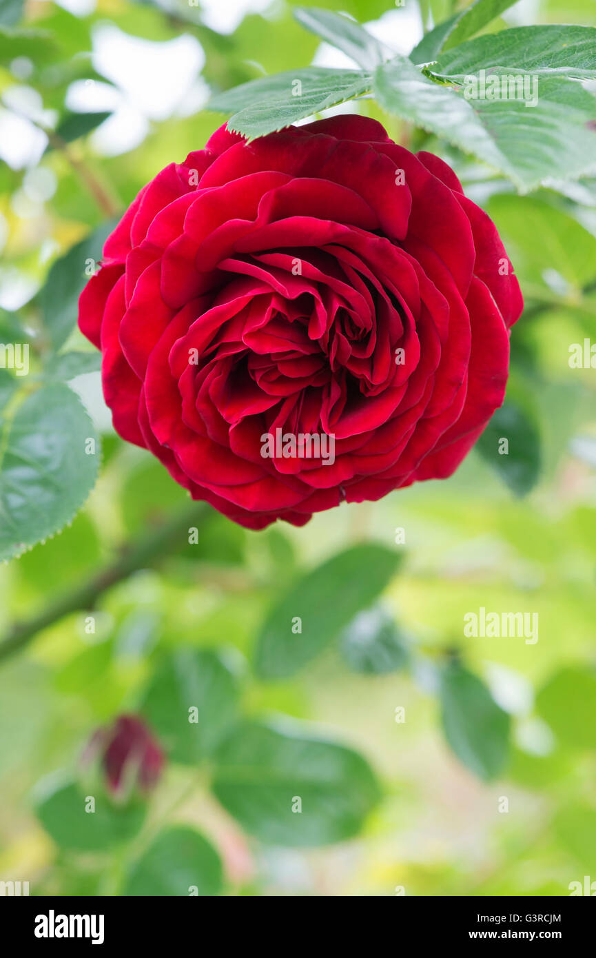 Rosa 'Cumberland'. La ligne rose rouge Banque D'Images