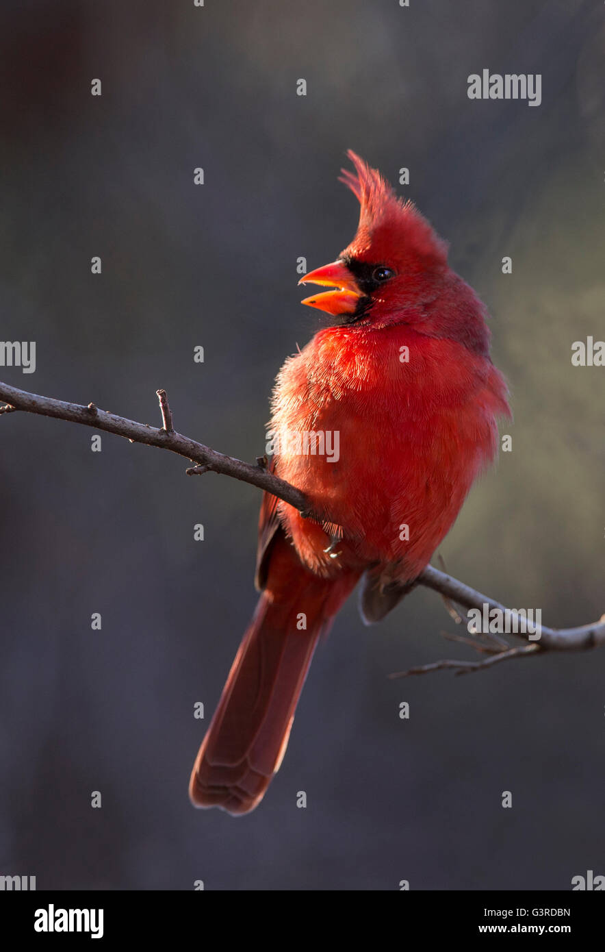 Le Cardinal rouge mâle en hiver Banque D'Images