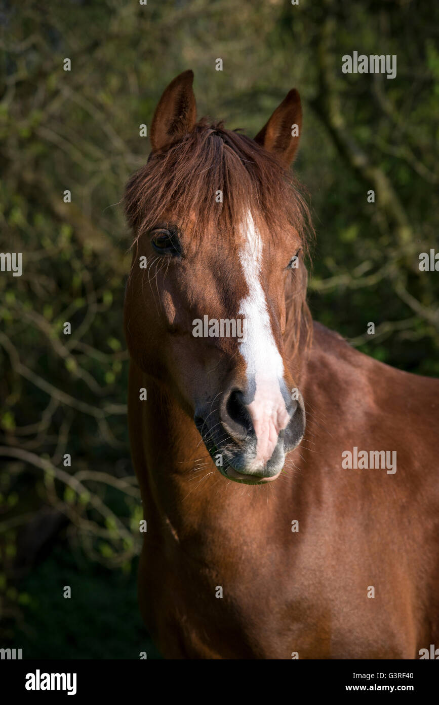 Portrait d'un poney alezan avec un flash blanc son nez. Banque D'Images