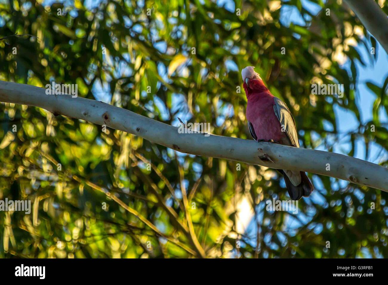 Un cacatoès rosalbin cacatoès à poitrine rose dans un arbre dans le NSW, Australie Banque D'Images