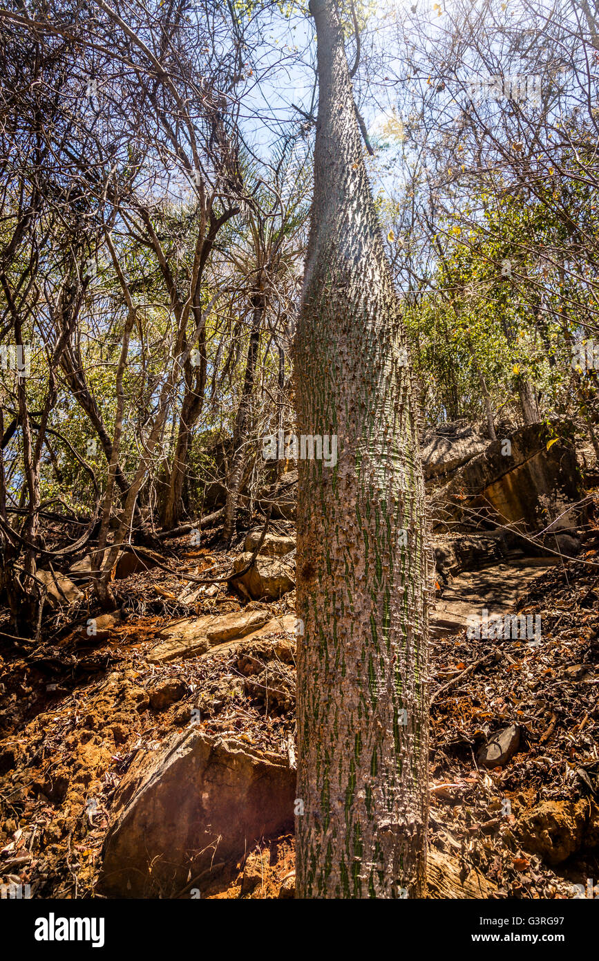 Ceiba speciosa de soie arbre - Chorizia speciosa - Paineira, Chapada Diamantina, Bahia, Brésil Banque D'Images