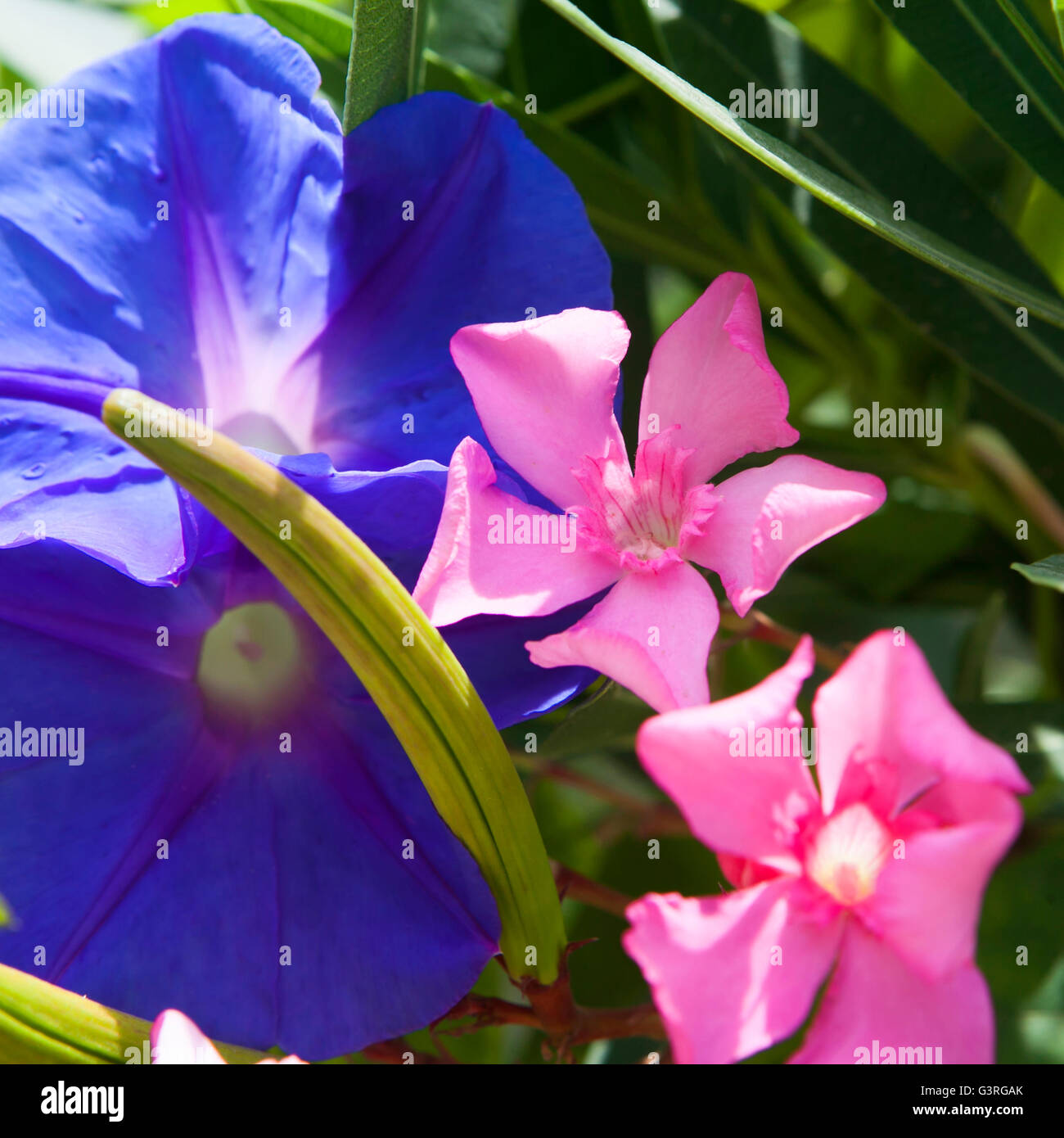 Nerium oleander Laurier Rose, fleur rose bay et l'Ipomoea Banque D'Images