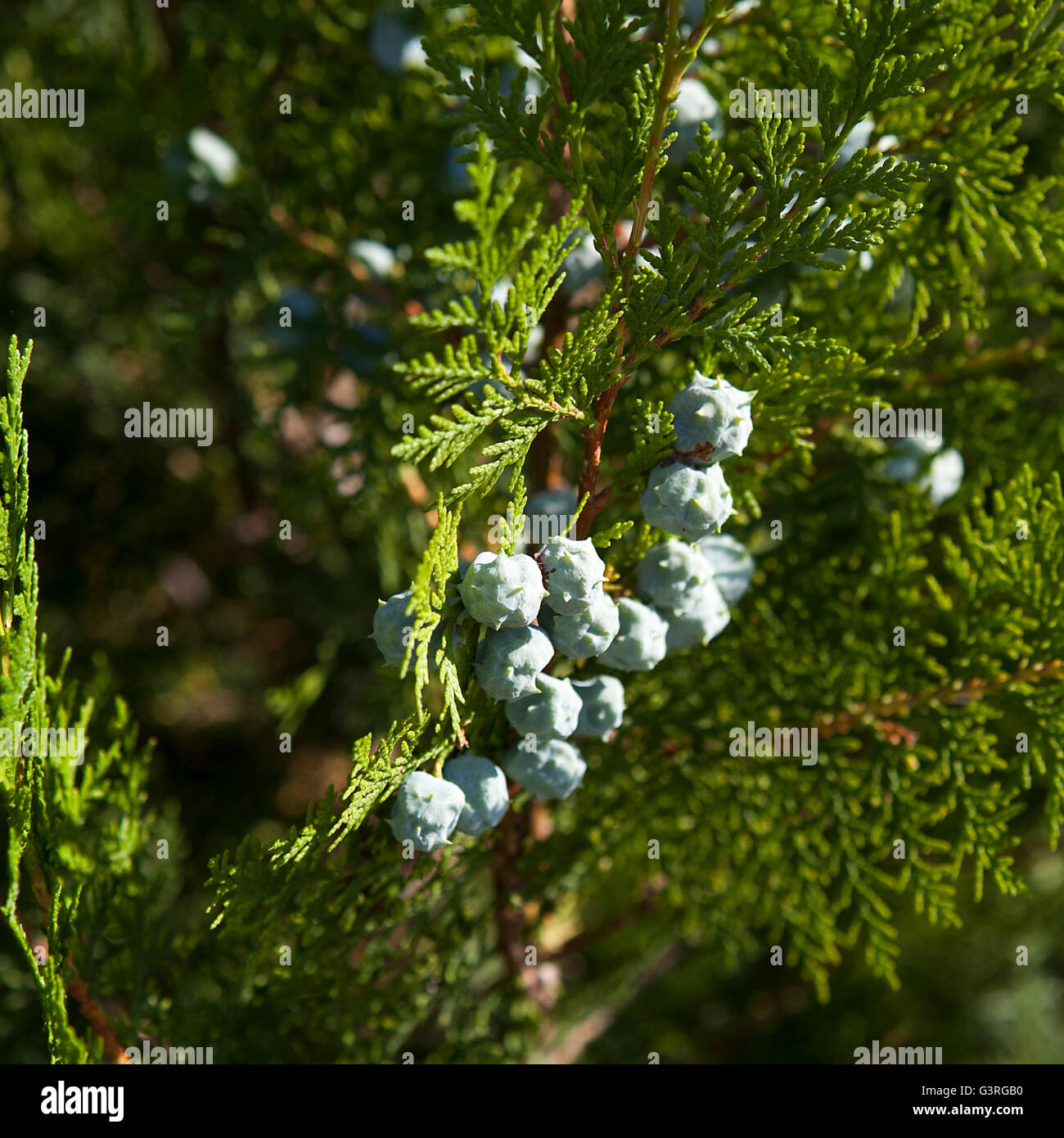 Macro de thuja branches avec des fruits et des fleurs Banque D'Images