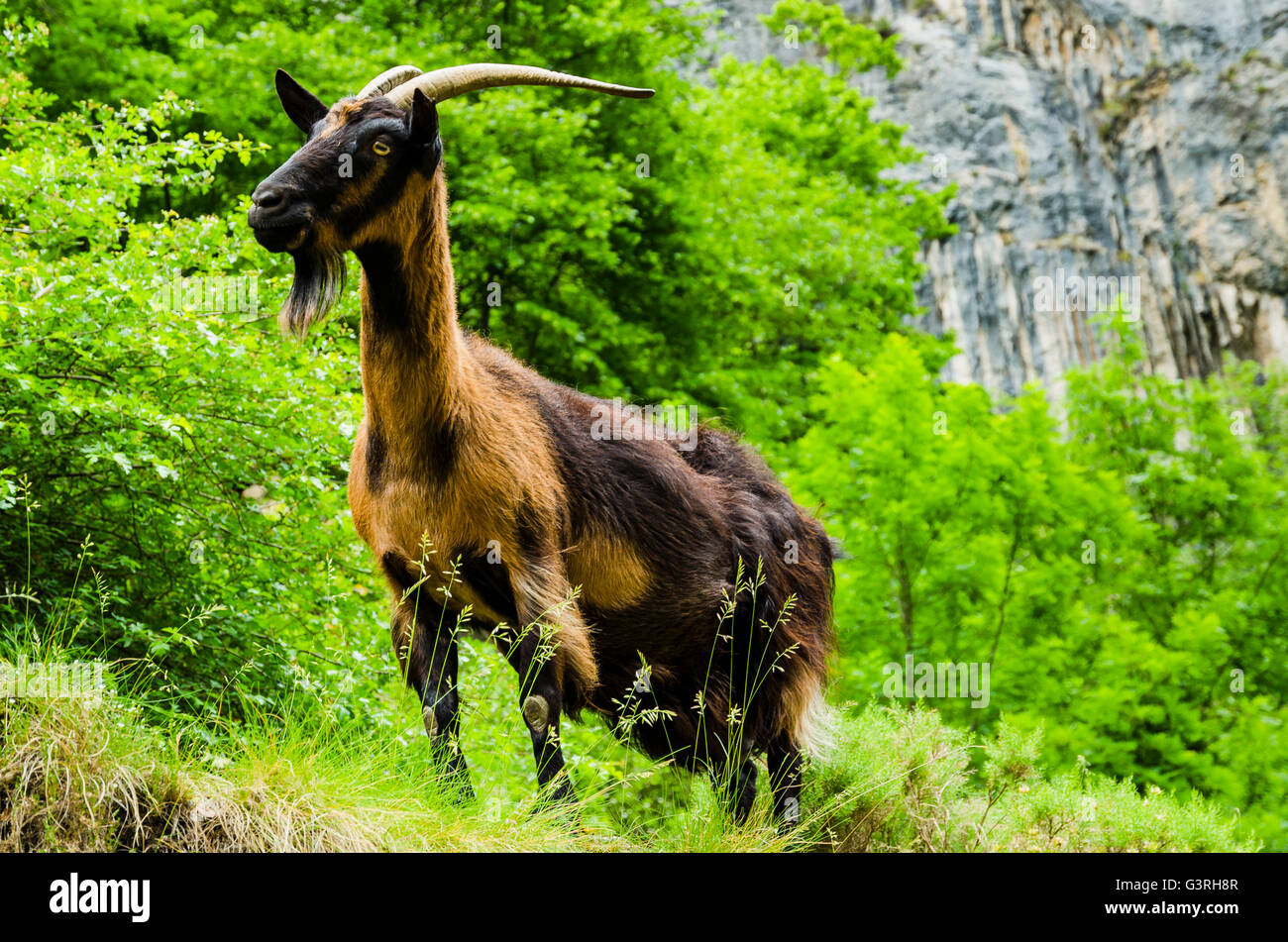 Sur le sentier des chèvres se soucie, Ruta del Cares, est l'un des plus populaires trekking chemins dans les Picos de Europa Banque D'Images