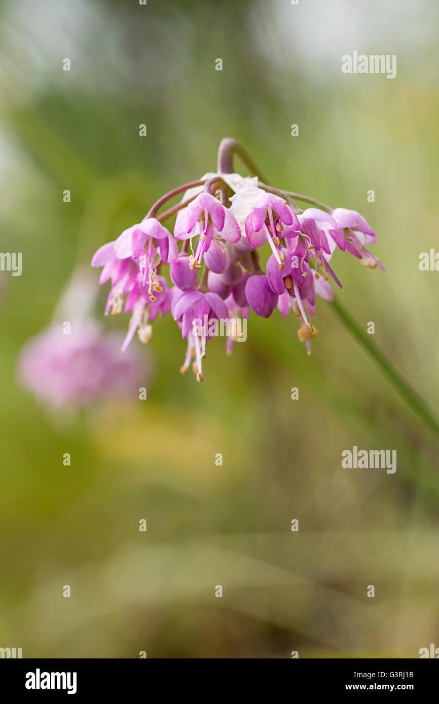 De plus en plus de fleurs sauvages trouvés dans la forêt de Saddle Mountain State Park, Oregon coast Banque D'Images