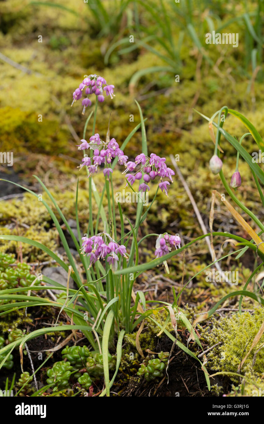 De plus en plus de fleurs sauvages trouvés dans la forêt de Saddle Mountain State Park, Oregon coast Banque D'Images