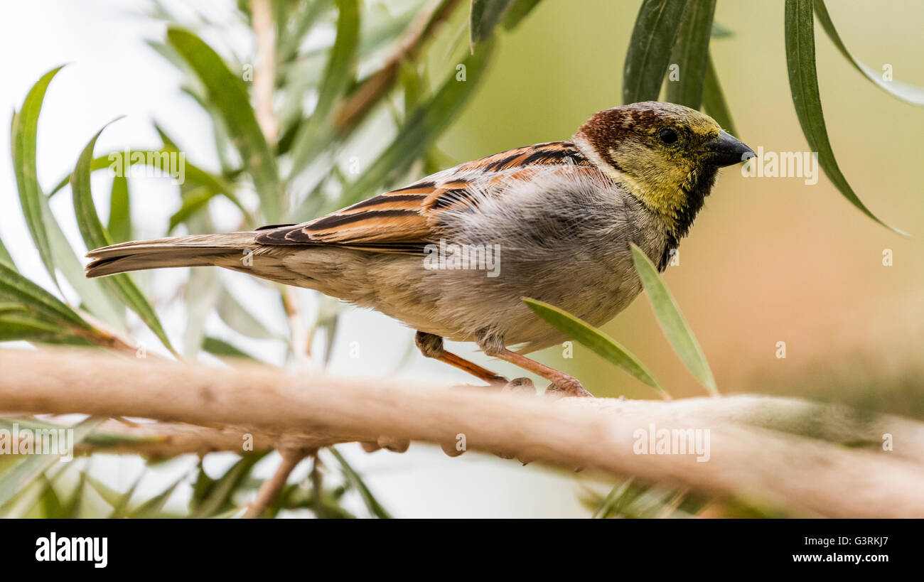 Moineau domestique mâle sur branch, Ayn Sukhna, Egypte Banque D'Images