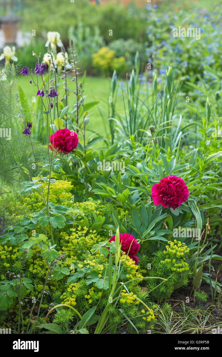 Les fleurs rouge foncé dans un jardin de chalet au Pays de Galles. Banque D'Images