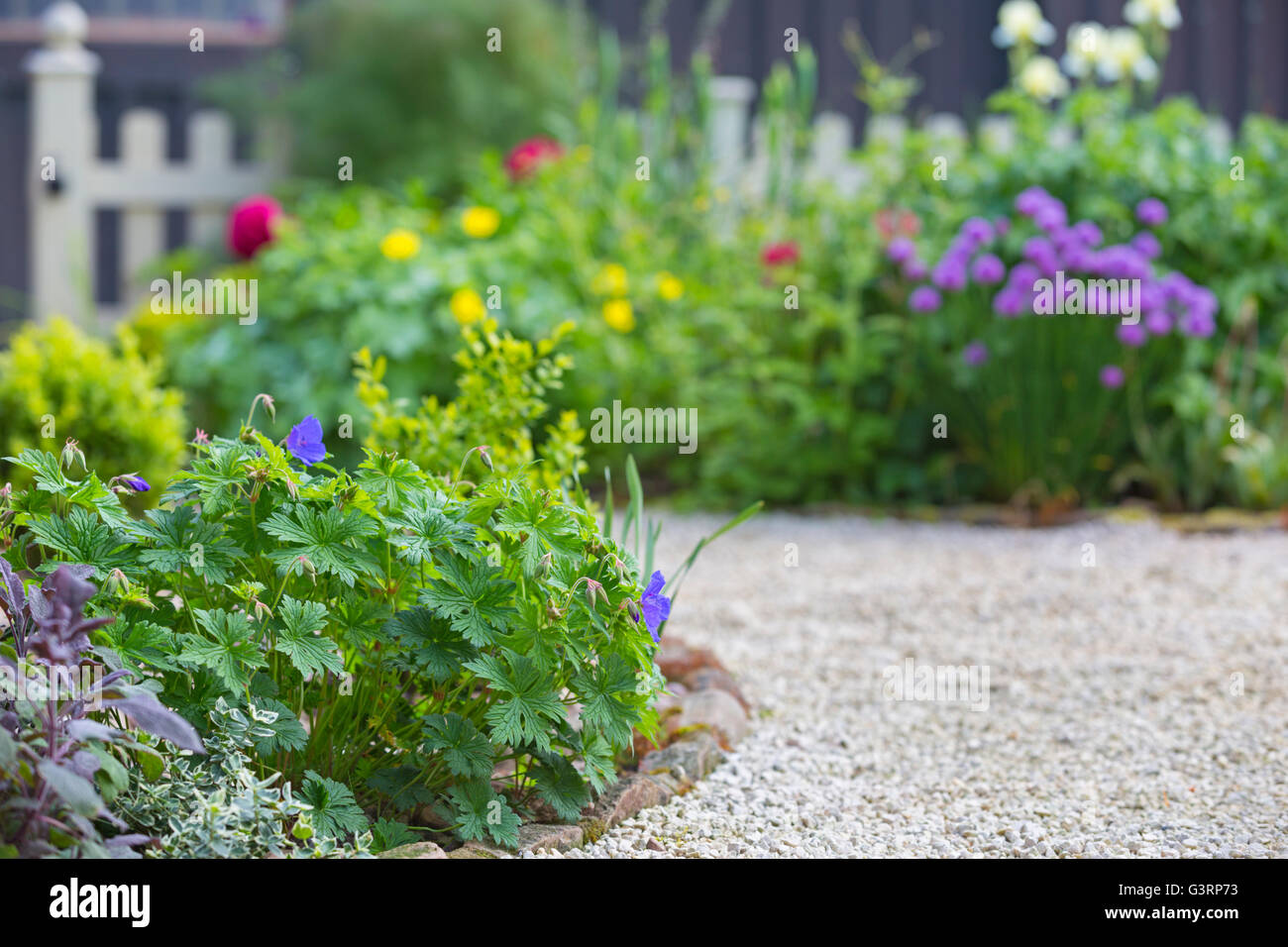 Géranium bleu fleurs dans un jardin de chalet au Pays de Galles. Banque D'Images