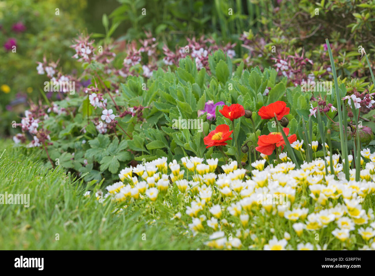 Pavot Rouge fleurs dans un jardin de chalet au Pays de Galles. Banque D'Images