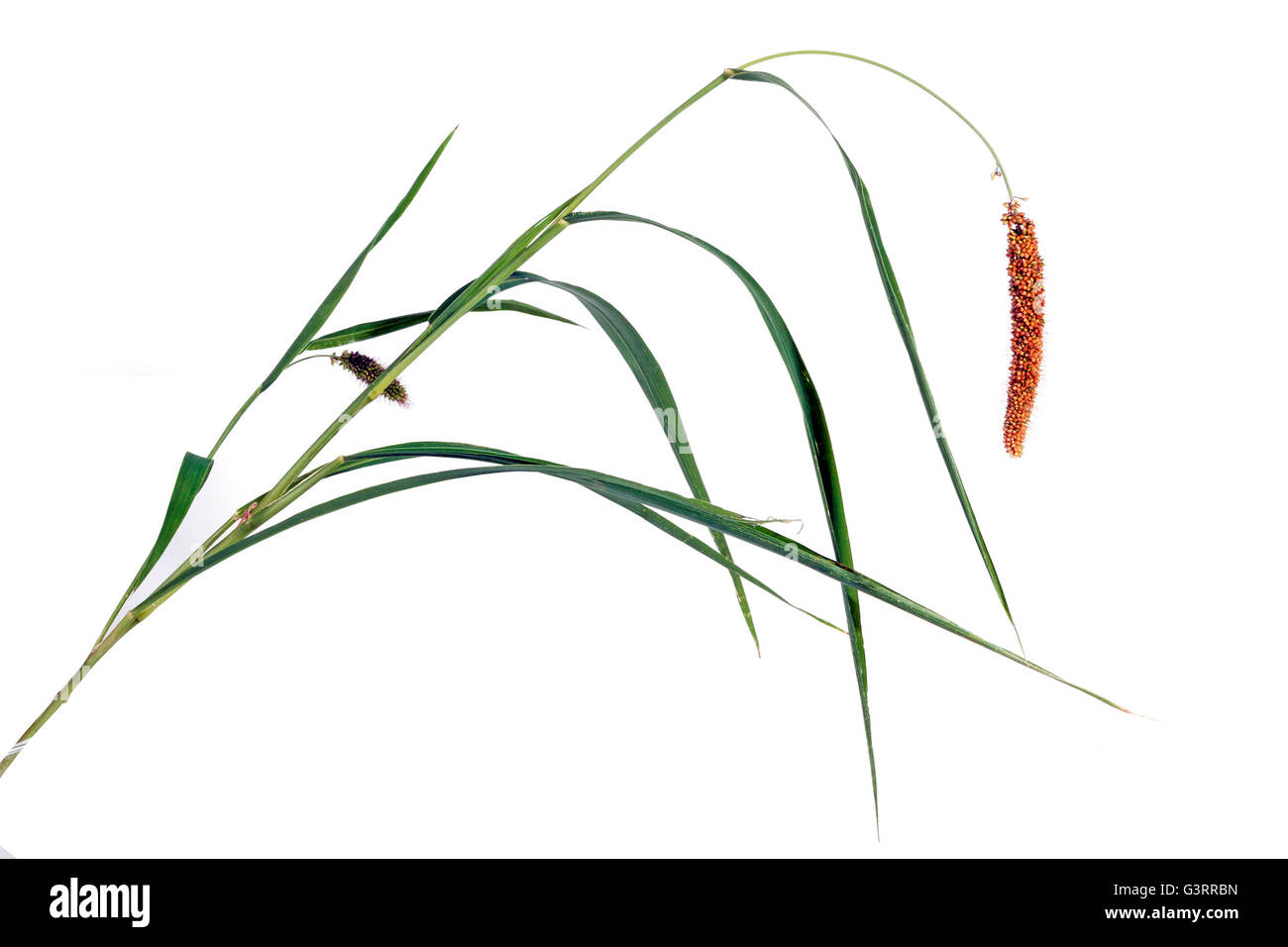 Studio shot tige d'herbe verte et l'oreille de millet rouge sur blanc Banque D'Images