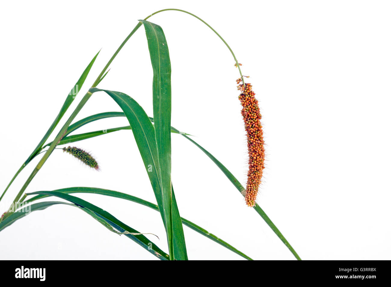 Studio shot of green grass avec oreille de semences de millet rouge sur fond blanc Banque D'Images